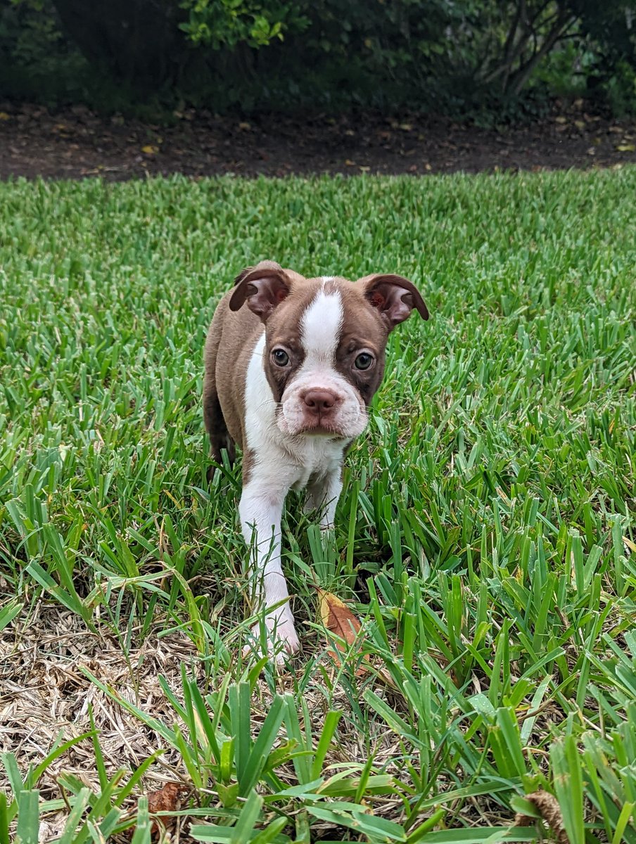 johnhessfl's tweet photo. We're dog dads now 🐶🐕 This is Norman 💕 https://t.co/EGf8CwnsN2