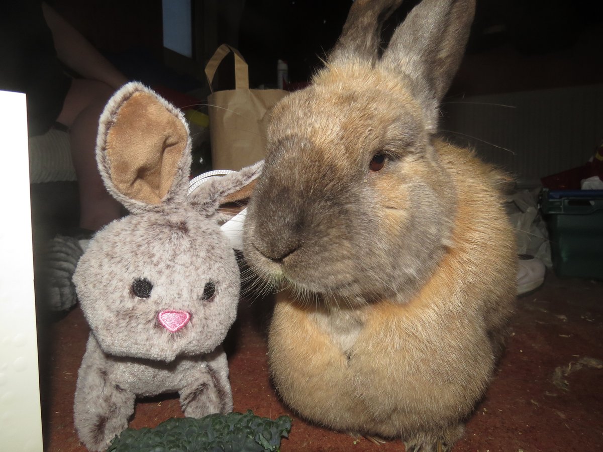 JackDRabbit2's tweet image. Today is twelve weeks since Jack's passing.
Every day hurts and the guilt is still there.

I still imagine him up the hallway waiting for me to sit down with him and give him strokes.