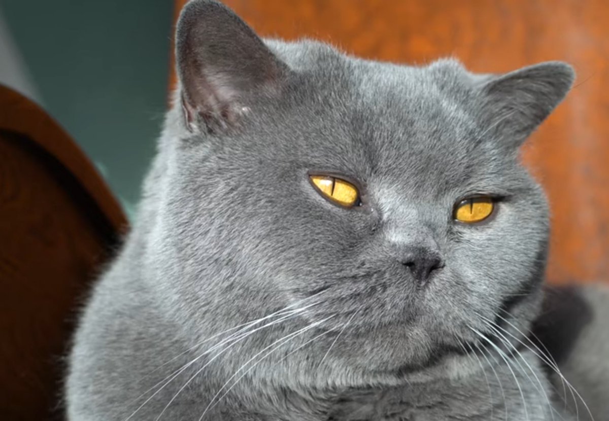 petcarefactz's tweet photo. Look in the eyes...
#kittenlady #kittens_of_world #kittenrp #catstory #catsofgram #catshow #kittensoftheworld #cutecatkittens #cats_features #kittenspace #kittensdaily #kitten https://t.co/UQMwxTGMZ5