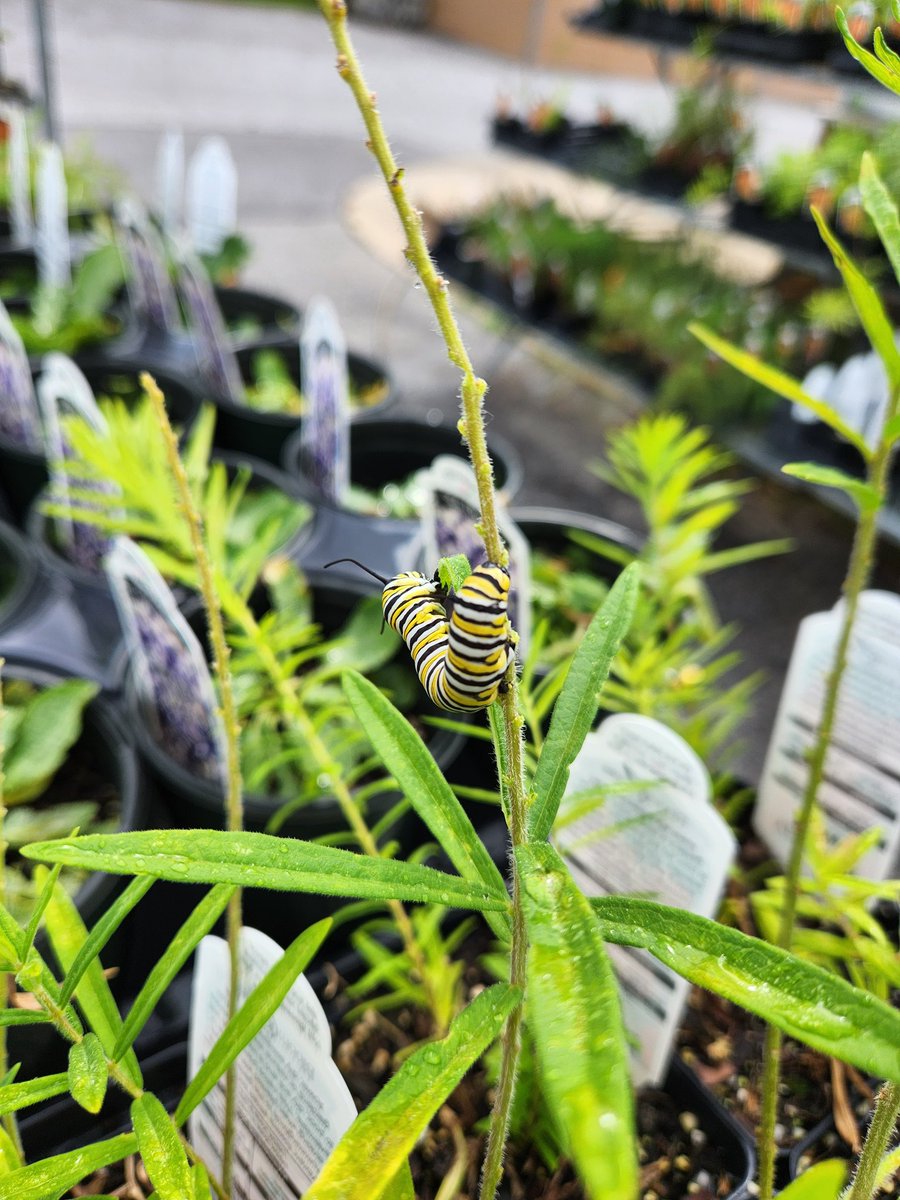 I noticed the Butterfly Weed at school was being eaten up...I'm happy to report I found the culprit.  Butterfly Weed is one of the $5 perennials we'll have available at our fall sale on 9/20 and 10/6.  

Perennials are first come, first seve.

#PlantingforPollinators