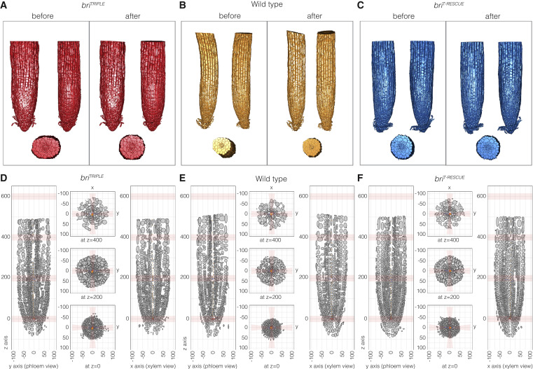 CellPressNews's tweet photo. Molecular Plant resource article: A single-cell morpho-transcriptomic map of brassinosteroid action in the Arabidopsis root @MPlantPCom @hardtke_lab https://t.co/83dHoFpzSj https://t.co/rCfLO5s7v8