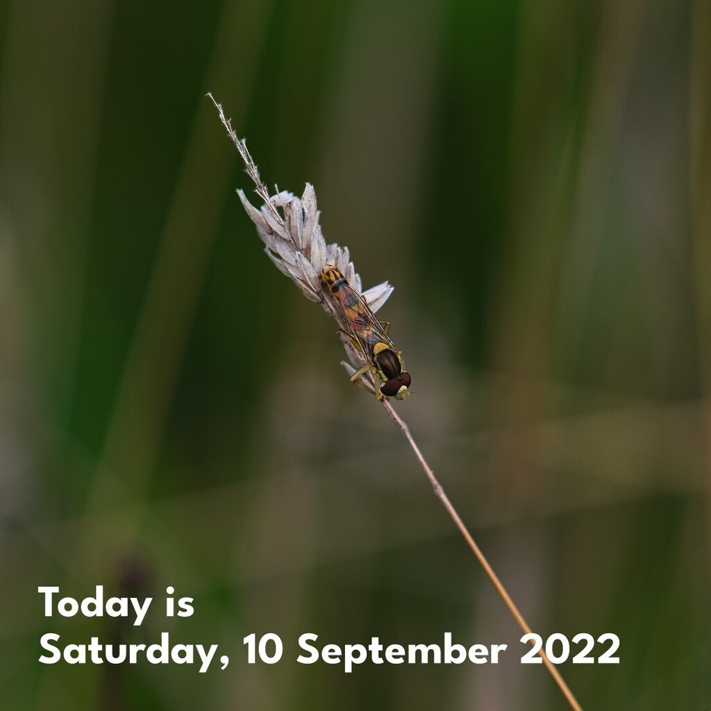 cunabula's tweet photo. A Long Hoverfly (Sphaerophoria scripta), again, in the garden this evening.
______
#today #todayis #diary #calendar #photooftheday #lockdownproject
#nature #naturephotography #garden #insect #insectphotography #grass #nomow #longhoverfly #hoverfly #Sp… https://t.co/9414vP8nDw https://t.co/xDYvajTUWW