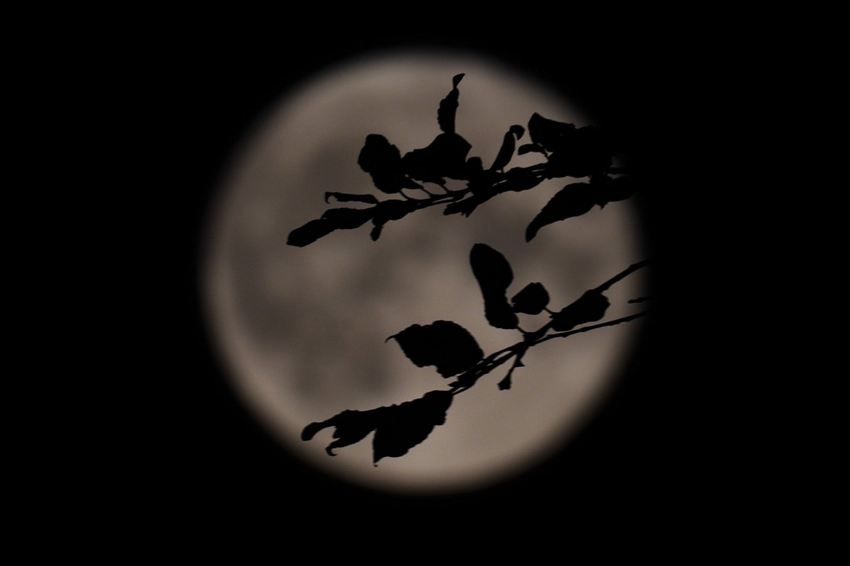 DanSh1elds's tweet photo. Harvest moon 🌝 

1/400s F/9 ISO200 @ 600mm 
#moonphotography #Moon #Lunar #Canon90D #Sigma150600 #sharemysigma @VirtualAstro https://t.co/7PGDiqGNTm