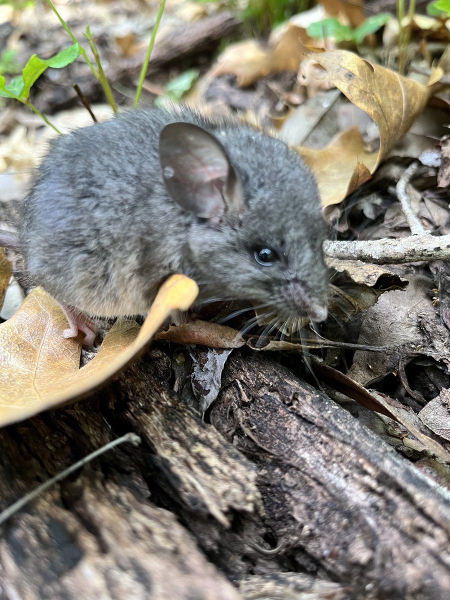 Swei Lab tweet media