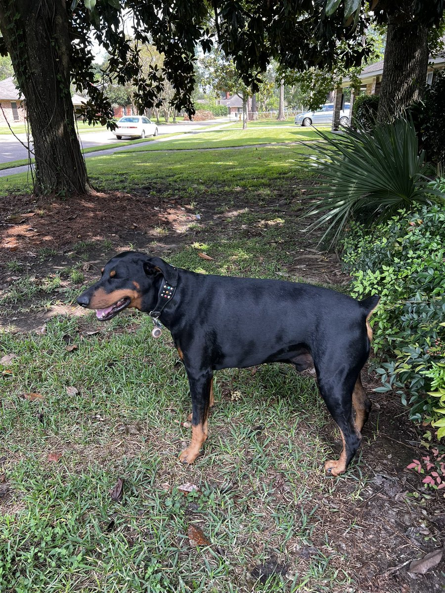 Prince enjoying a little outdoor time! #DOBERMANINFINITY #doberman #dogsoftwitter #SaturdayMotivation #SaturdayVibes ❤️🐕‍🦺🐾❤️🐕‍🦺🐾❤️