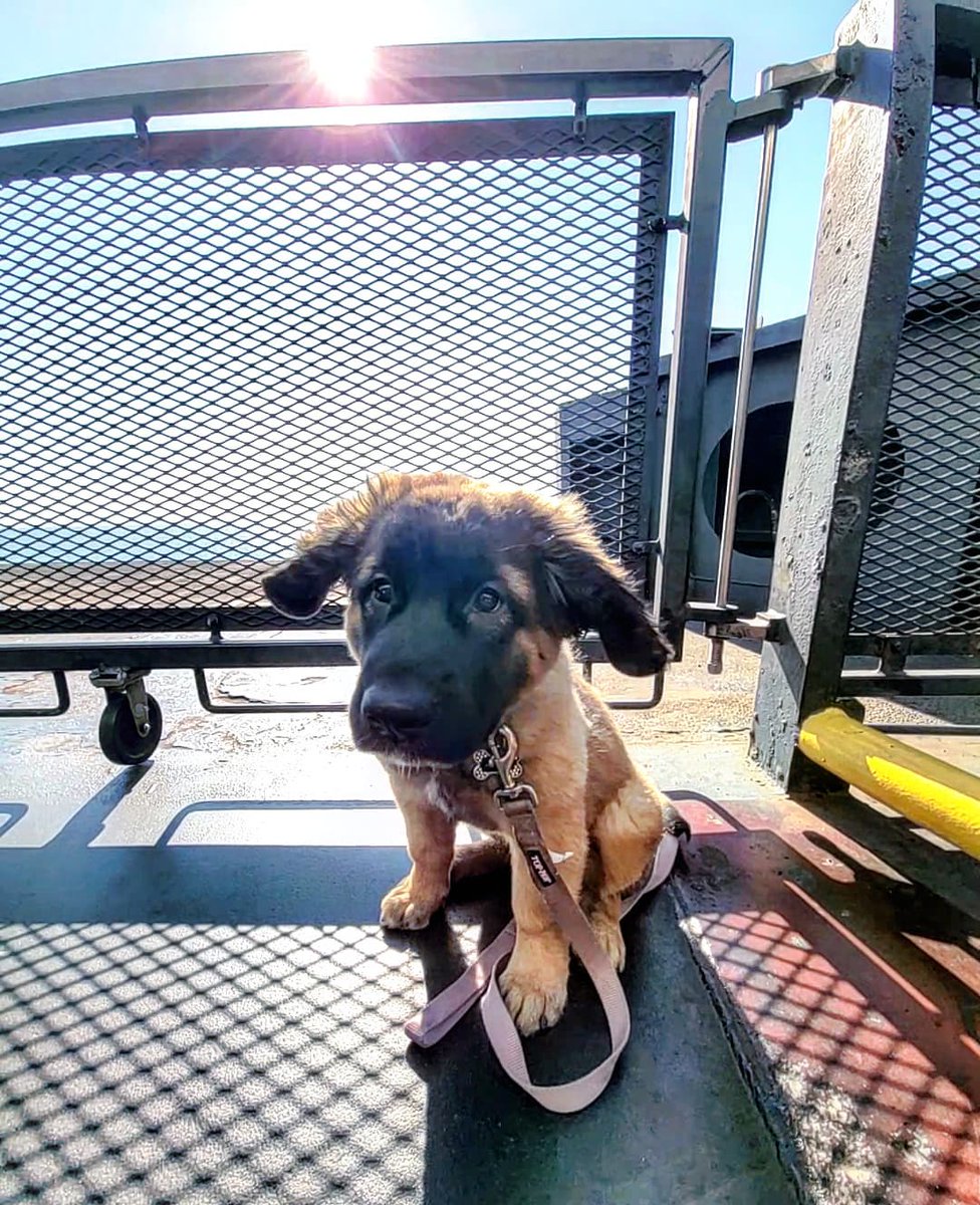 BC Ferries tweet media