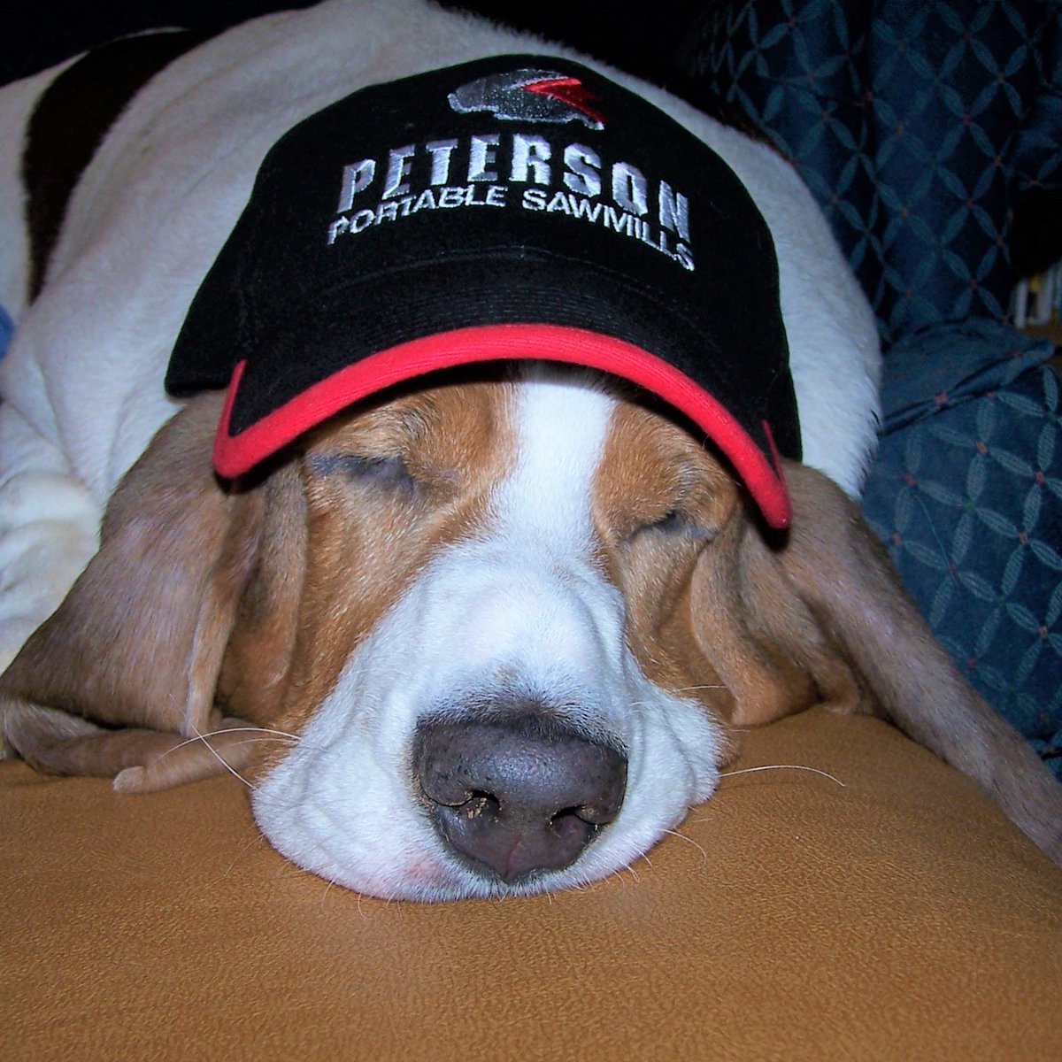 Today is #HugYourHoundDay 🐶

Meet Pepper. She's having a well-deserved day off from supervising her milling site. Clearly, it's exhausting making sure your humans get their work done!