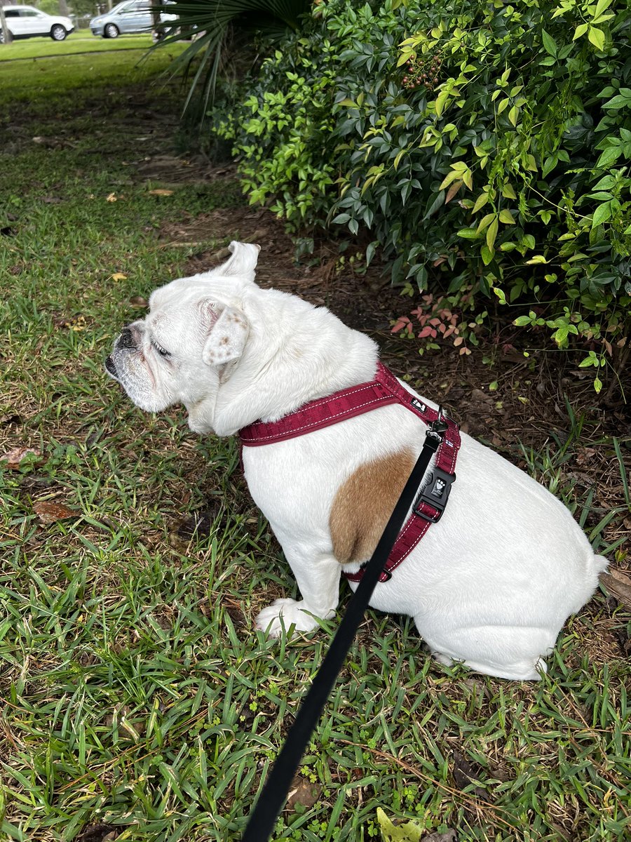 Lil Dot keeping an eye on the neighborhood ❤️🐾🐕‍🦺❤️🐾🐕‍🦺❤️ #Englishbulldog #DogsofTwittter #SaturdayVibes