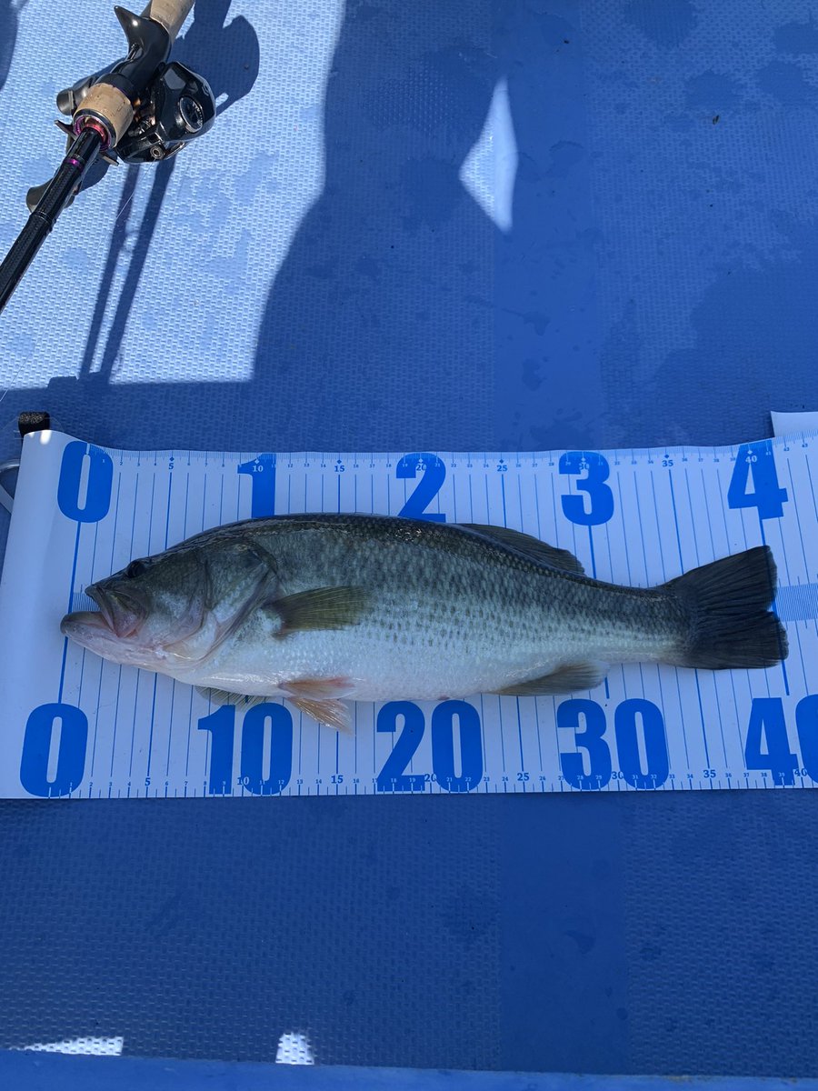 高滝湖へ！！コイケシュリンプマグナムで30🐟初のライトキャロでカッコイイ40😍