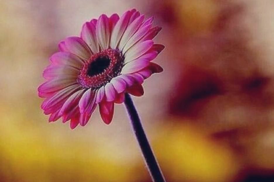 🤍....

           وسَامَةُ الشَّكلِ لا تُغنِي عَنِ الأدبِ..
            ويُحمَدُ المَرءُ بالأخلاقِ لا النَّسَبِ..