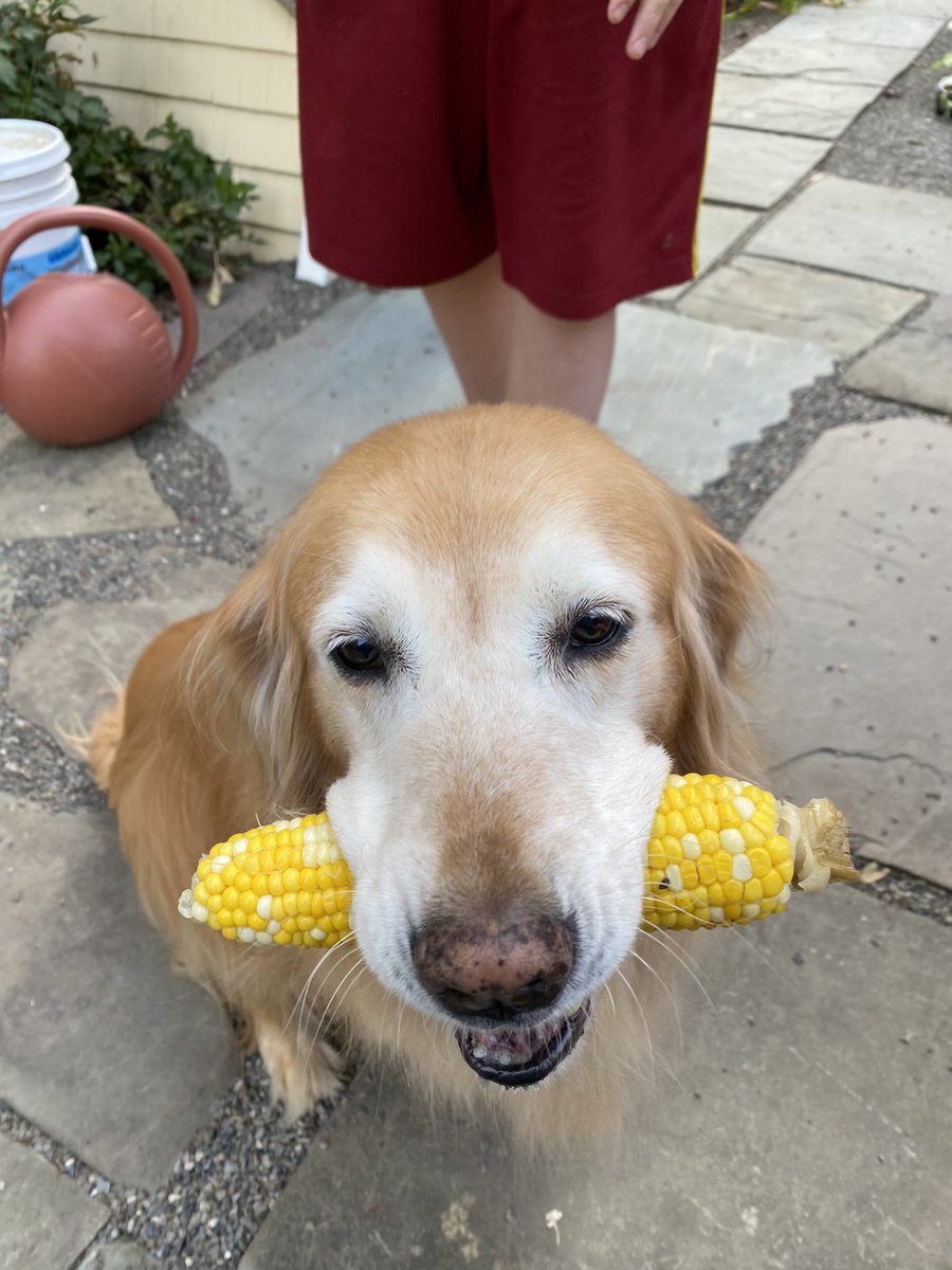 bit142's tweet photo. @CatherineMonk9 Jasmine wants you to know she likes corn. 🤣 https://t.co/UGwdZaLc9G
