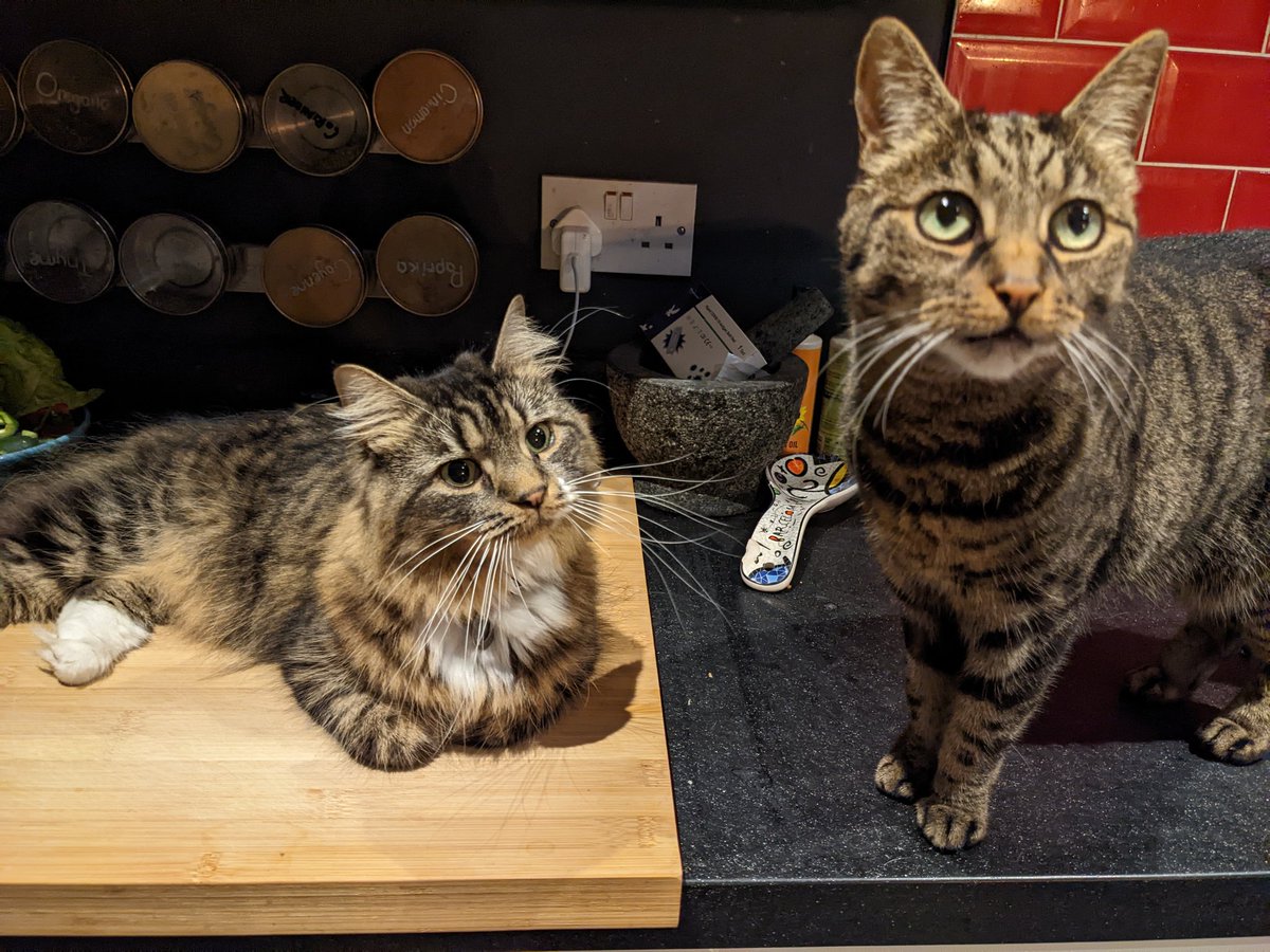 rescue_syd's tweet photo. I'm still here!! Mum couldn't access Twitter to help me post this week but we're back with a guest appearance from my older sister Ziggy ❤️🐾 #cats #CatsOfTwitter #CatsofTwittter #mainecoon #tabbytroop #sisters #AdoptDontBuy #rescuecat #Caturday #catsofinstagram #loafmode https://t.co/ysVkUhBgiv