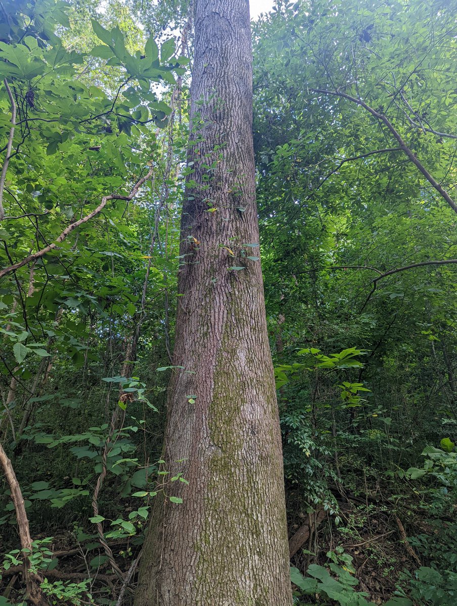 profpjm's tweet photo. a long walk in the forest is very good for creativity and relaxation! https://t.co/RuHEekxxNu