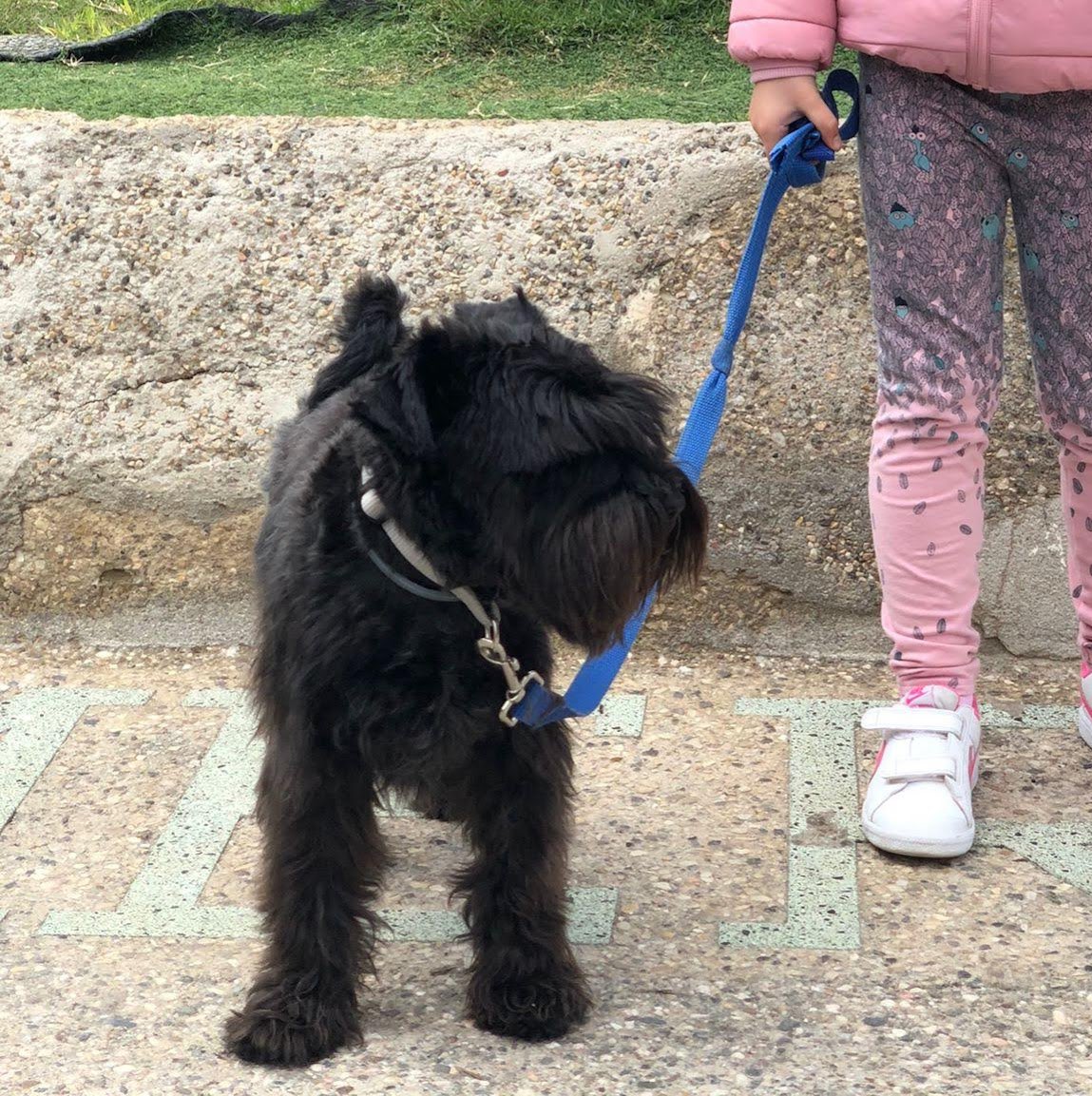 MigueRebollo's tweet photo. Twitter haz tu magia: Perra perdida.
Raza: Schnauzer 
Responde al nombre de Nara.
Propietaria: Lucía Miñarro 
Lleva chip. 
Perdida esta tarde en Calabardina (Águilas)
Gracias. https://t.co/3N9dYFgcld