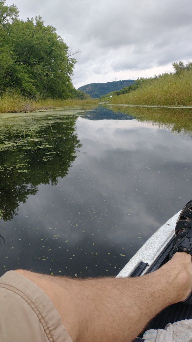Fishstix_420's tweet photo. Searching for ditch pickles...
#bassfishing #pikefishing #perchfishing #crappiefishing
@ComunityFshPond @Fishstix_NFT #fishstix https://t.co/8MW8jFjIBI