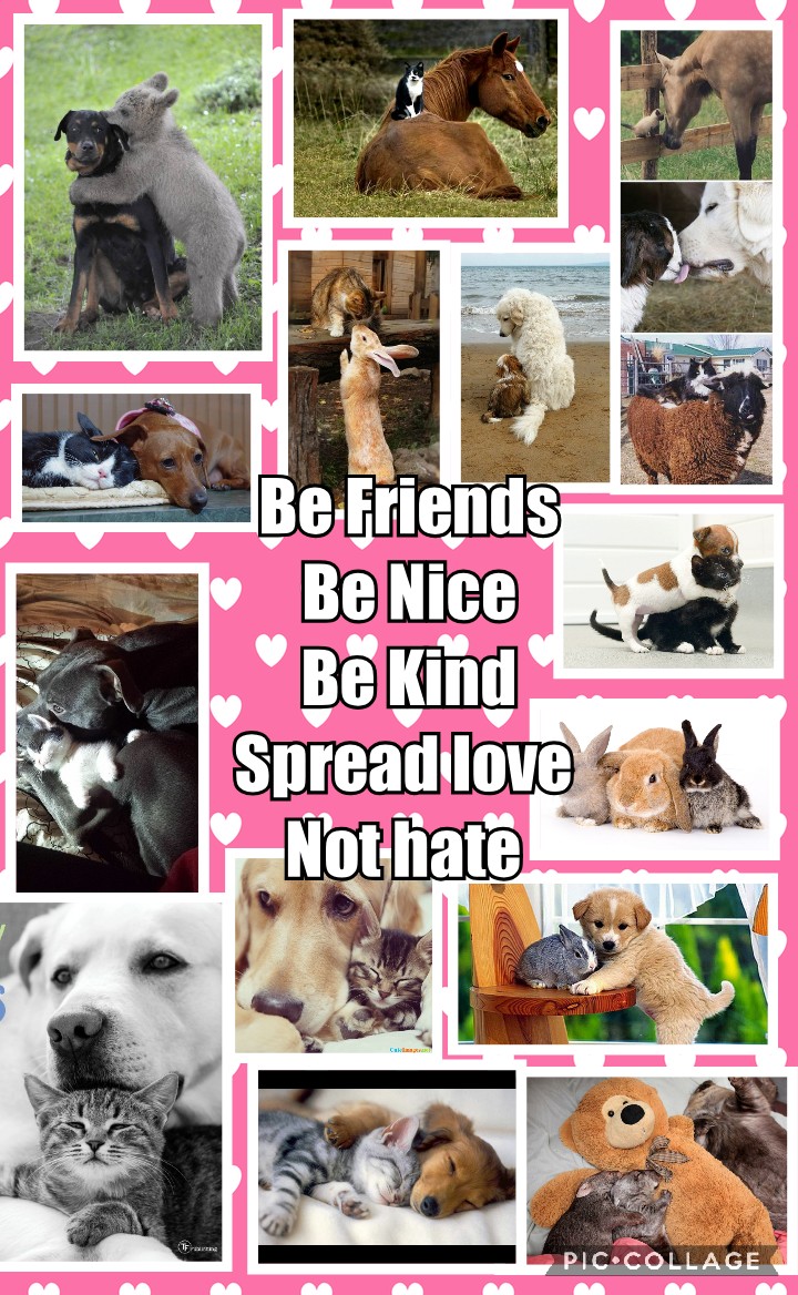 MillieOTLFP's tweet photo. There are some not so nice things in the world at the moment. So we want to share with you all the

#OTLFP motto 💞💞💞💞
Be friends, be nice, be kind. 
Spread love not hate 💞💞💞💞 Be there fur yur friends 💞💞💞💞 Paw in Paw forever friends 💞💞💞 #FriendsPlan https://t.co/pVEFvZrpot