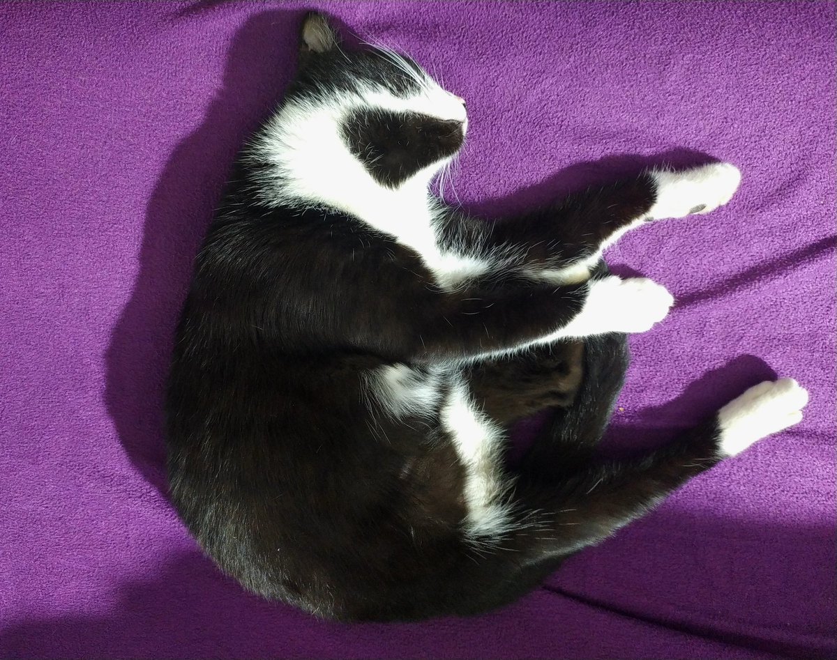 Önce kendini bir güzel sevdirdi, sonra temizlendi, yerini güzelce yaptı ve bu şekilde uyudu. Hayat size güzel Patiko Hanım ✨