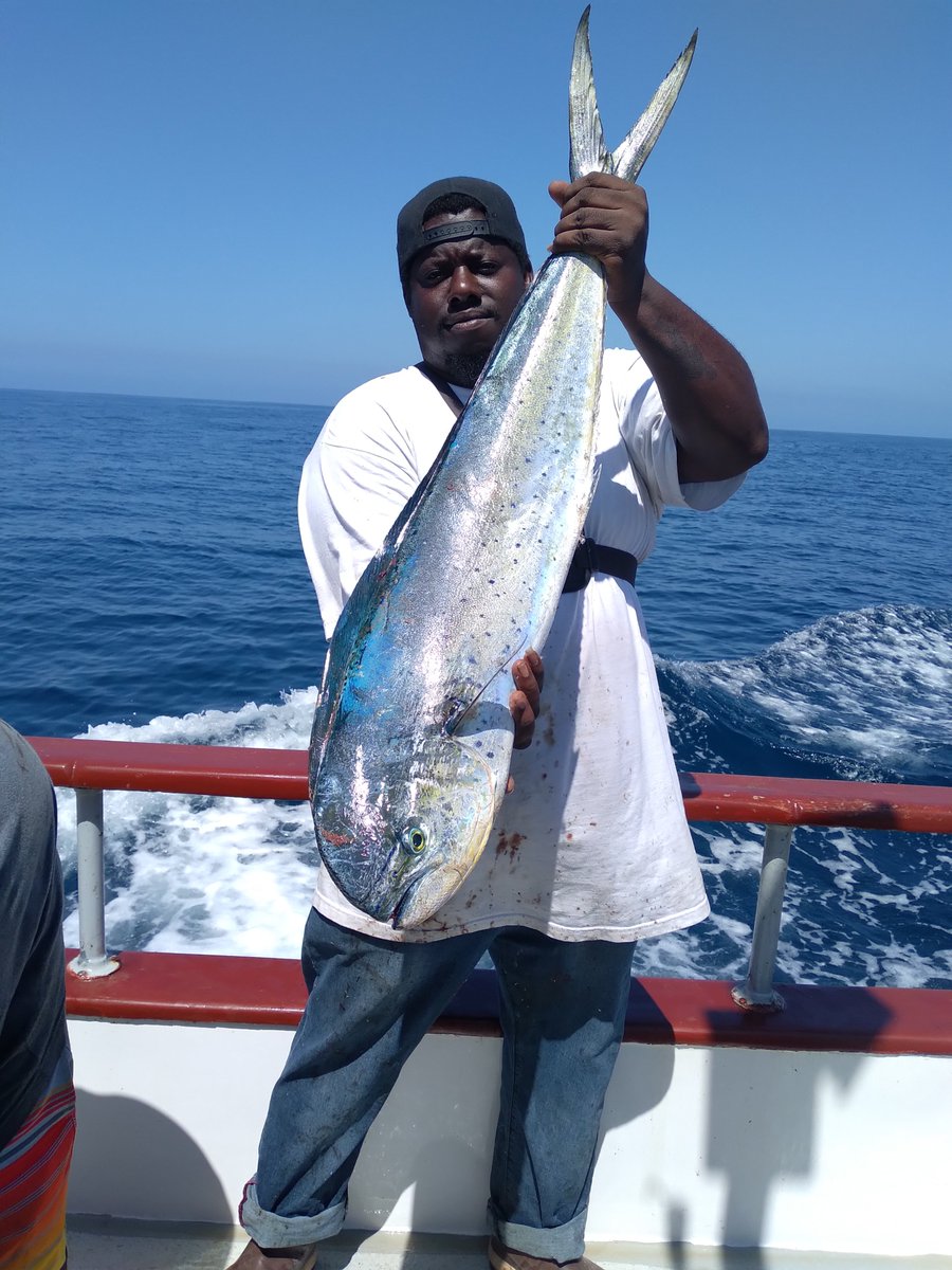 Mahi-mahi