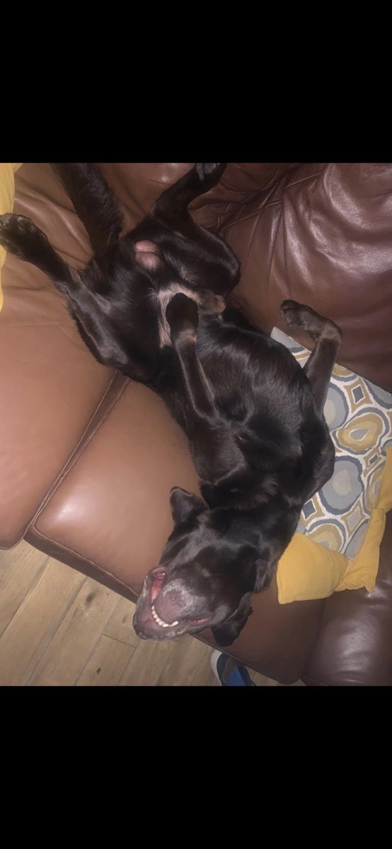 122ejo's tweet photo. @NickyAACampbell Is there anywhere else for the dog to chill out https://t.co/raXv3Xv8Cd