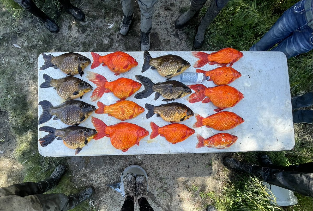 Christine Boston tweet media