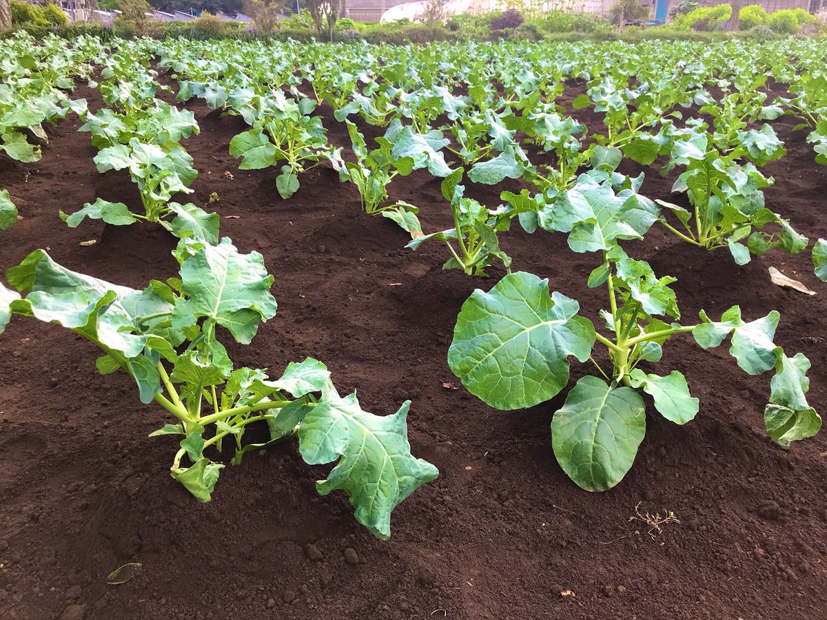 K38801395's tweet photo. ブロッコリー🥦の土寄せ https://t.co/ljWY4qF6dB