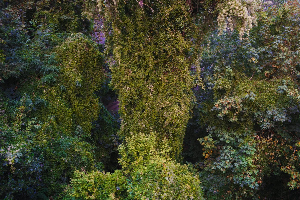 ghostshaped's tweet image. The light in Portland is so crazy beautiful right now from all the smoke. It’s amazing that something so pretty is coming out of something so awful. Maybe there is a life lesson in there… but I doubt it. View from my back porch. It looks like 🍄 light.