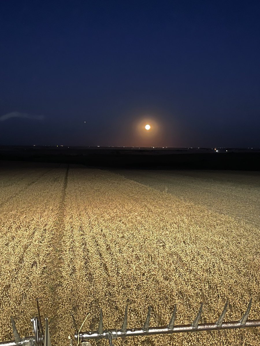 Harvest moon. #harvest22 #chickpeas