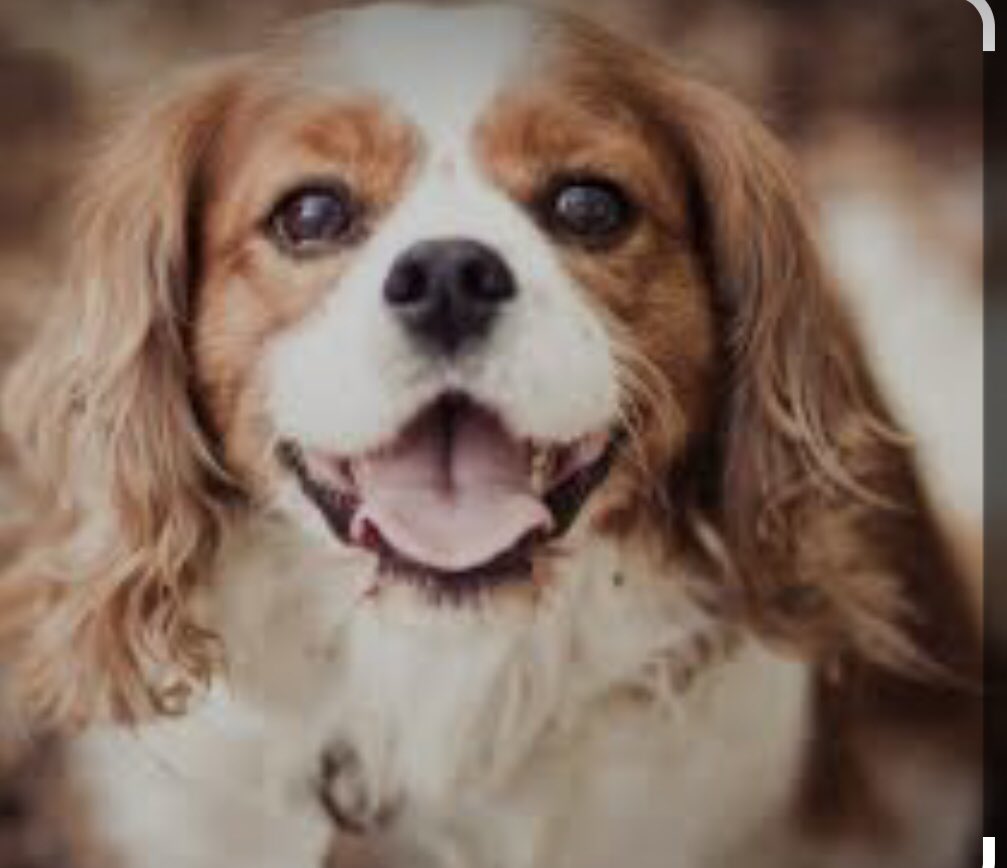 Don Gelfund tweet media