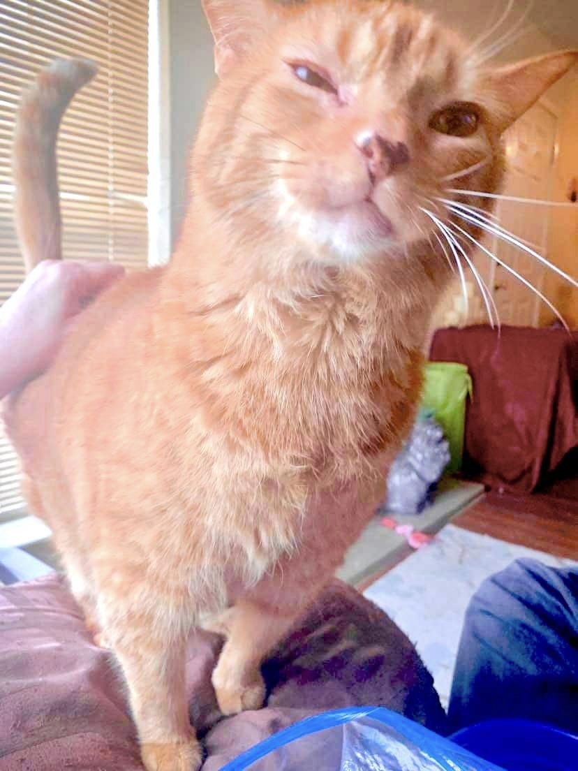 oliver_sheppard's tweet photo. I’ve loved that beautiful smile of yours so much, my sweet boy. Thank you for so many wonderful years. Some days that smile was pure alchemy: it turned everything else in the world to gold. I love you, my Toby. ❤️ Rest in peace. #tobyforever https://t.co/F6CvcT2olo