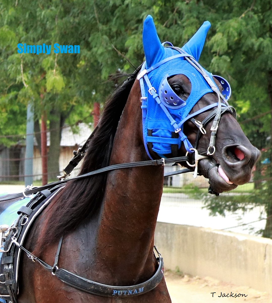 hoosiernations's tweet photo. Simply puts in another great race!! #DrivingDouble for @JoejoeputnamJoe Congratulations!!๐๐ช๐ #PlayHP https://t.co/V3c6ACL4KX
