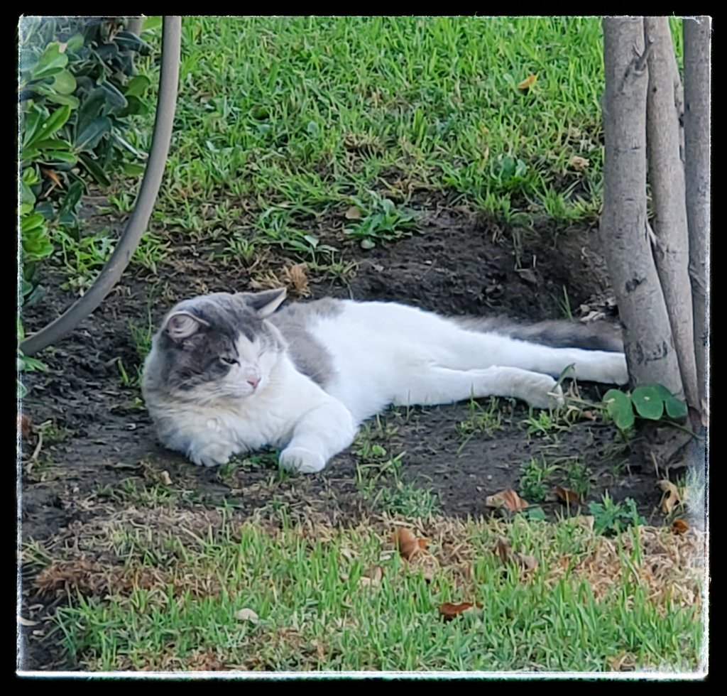 RealJoAnnBush's tweet photo. Happy #Caturday π from #NeighborhoodKitty π± #Figley πΊ, who found Relief in the Dirt under our #Tree π³, from the Crazy #HeatWave π₯ we had this week in #LaLaLand π΄! π
Pic: #JamminJo / #JoAnnBush 2022 πΈ
#LosAngeles #CA #CatsOfTwitter ππ #CatsOnTwitter πΊπΊ #Kitty π± https://t.co/4hVMVhKaQZ