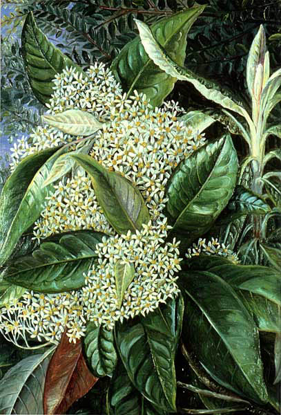 Olearia argophylla, 1880 #naturalism #mariannenorth wikiart.org/en/marianne-no…