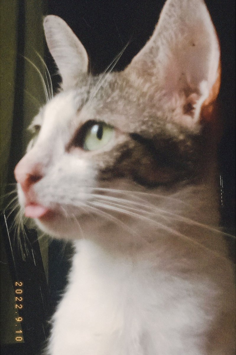 deprechiation's tweet photo. too cute not to post, meet Piper!

꒰ #studytwtpets ꒱ https://t.co/XOKviUSNkq