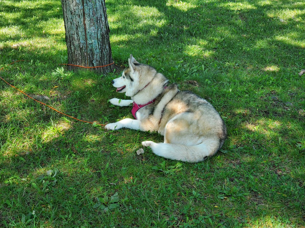roadgoblins's tweet photo. Hung out at Cayuga Lake today. It was gorgeous. #fingerlakes #dogsoftwitter #huskies #shepsky https://t.co/h0XGRUX4RX