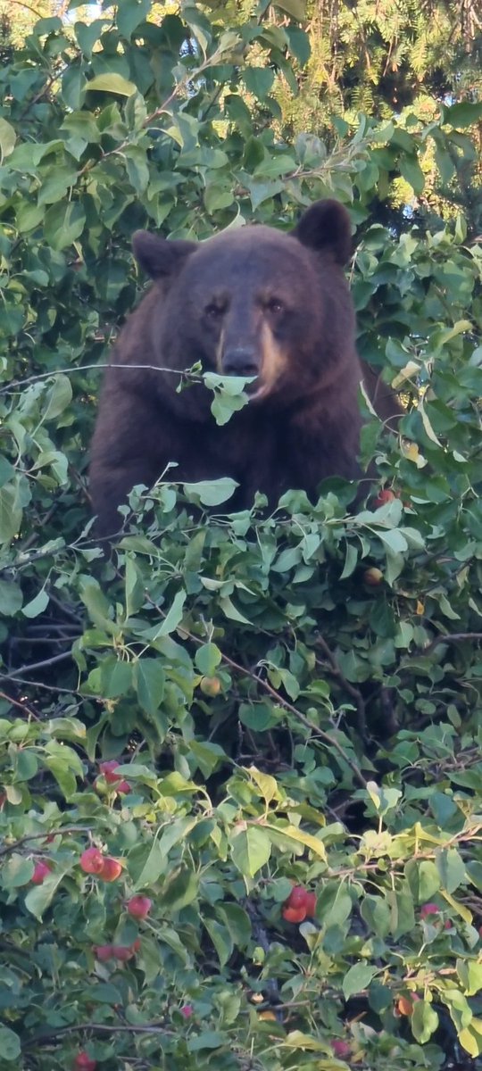 sharonRVN's tweet photo. My wish complete, seen a bear in wild...thank you jasper!! May have no power here but worth it 🇨🇦🇨🇦🇨🇦 https://t.co/47hKbuaUPv