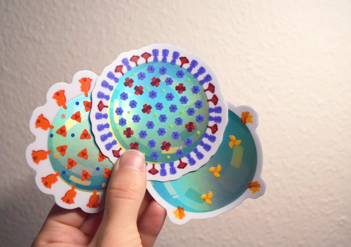 New stickers are out featuring HIV, flu, and coronavirus virions.🦠

Show pride for your research with these shiny new additions!
--
#sciart #hiv #influenza #coronavirus
etsy.com/listing/128912…
