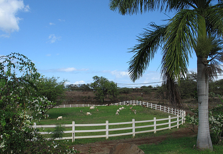 Susan_McKee's tweet photo. I learned a new word when I visited the Surfing #Goat #Dairy on #Maui in 2009 -- it's #Hawaii's only caprine operation (Google it!). Besides, the goat #cheese is beyond compare. My #foodie-centric travel photo memoir tour continues in the US. @surfingdairy @explorehawaii https://t.co/A7dnmyM6kC