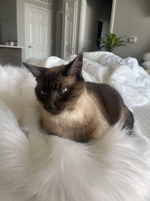 Watch Lauren 🧚🏻‍♀️'s leaked NSFW photo on TwXstars