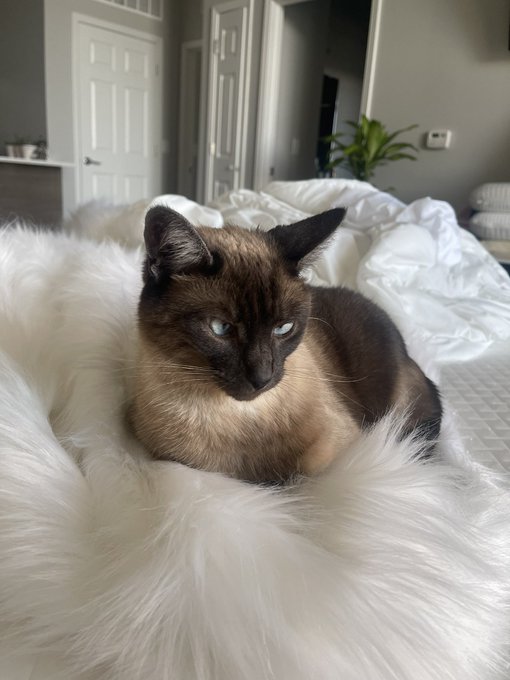 Watch Lauren 🧚🏻‍♀️'s leaked NSFW photo on TwXstars