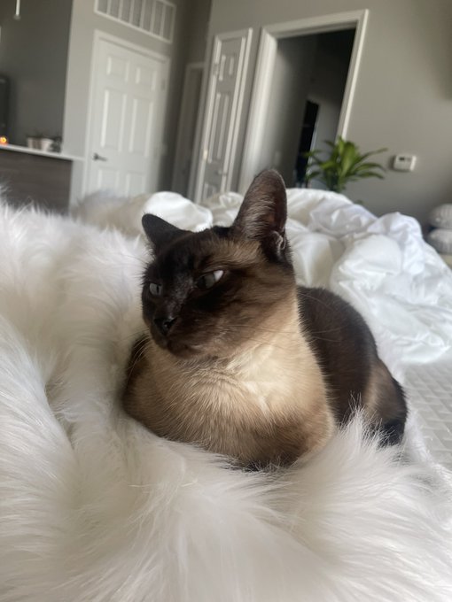 Watch Lauren 🧚🏻‍♀️'s leaked NSFW photo on TwXstars