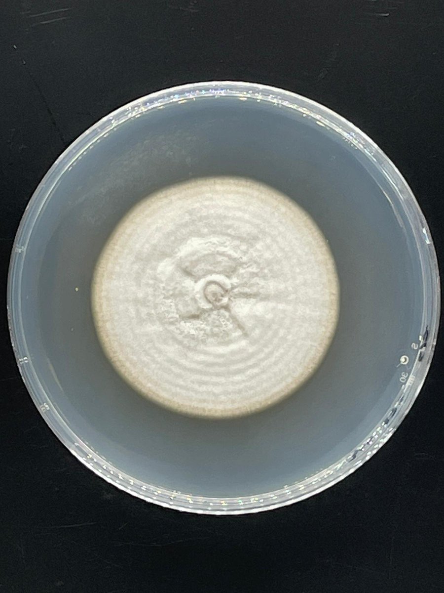 ClinicPlant's tweet photo. Forgot how exciting is to work on species descriptions! #fungi @MSAFungi @MSAStudent🤓🍄🌲 @jumsoares1 @karlsenayala @Salvador_PhD  💪💪
Ex-type ✅ NRRL # ✅ MycoBank ✅ GenBank ✅ https://t.co/S2jf4Gyu1V