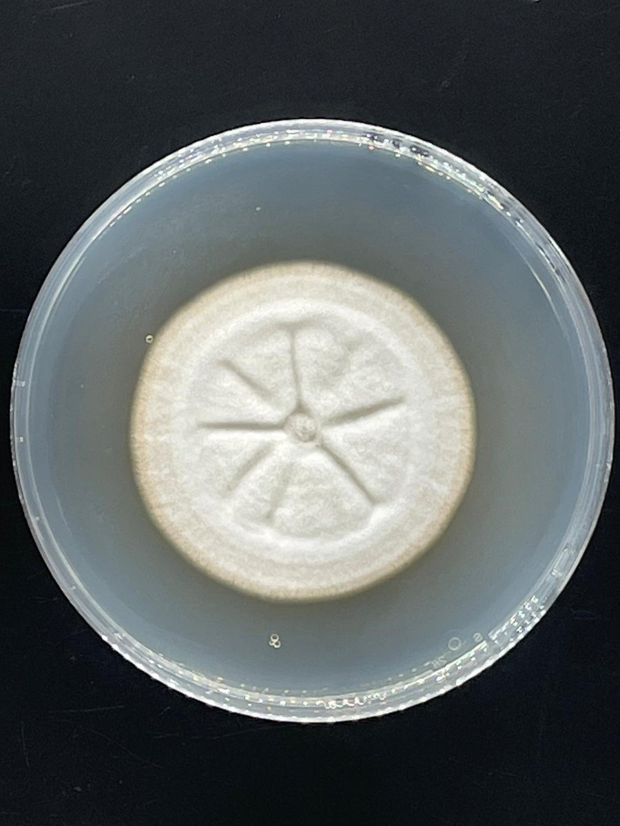 ClinicPlant's tweet photo. Forgot how exciting is to work on species descriptions! #fungi @MSAFungi @MSAStudent🤓🍄🌲 @jumsoares1 @karlsenayala @Salvador_PhD  💪💪
Ex-type ✅ NRRL # ✅ MycoBank ✅ GenBank ✅ https://t.co/S2jf4Gyu1V