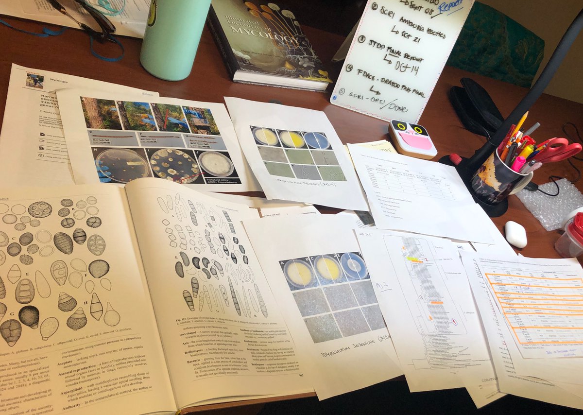 ClinicPlant's tweet photo. Forgot how exciting is to work on species descriptions! #fungi @MSAFungi @MSAStudent🤓🍄🌲 @jumsoares1 @karlsenayala @Salvador_PhD  💪💪
Ex-type ✅ NRRL # ✅ MycoBank ✅ GenBank ✅ https://t.co/S2jf4Gyu1V