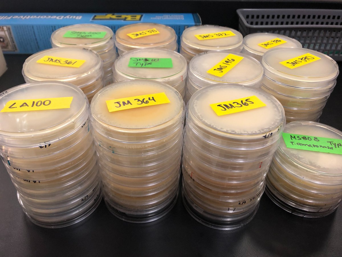ClinicPlant's tweet photo. Forgot how exciting is to work on species descriptions! #fungi @MSAFungi @MSAStudent🤓🍄🌲 @jumsoares1 @karlsenayala @Salvador_PhD  💪💪
Ex-type ✅ NRRL # ✅ MycoBank ✅ GenBank ✅ https://t.co/S2jf4Gyu1V