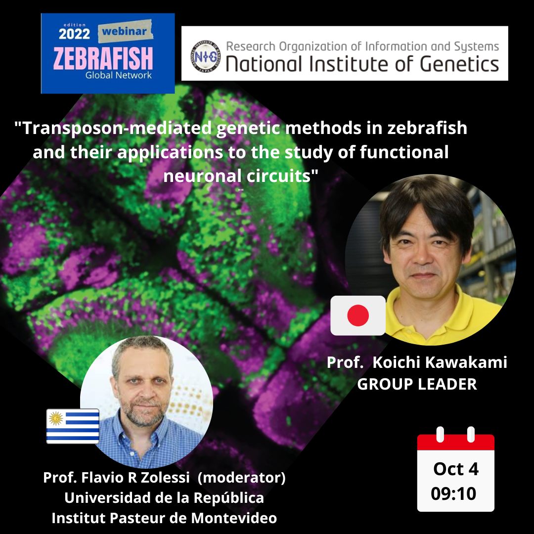 Flavio Zolessi tweet media