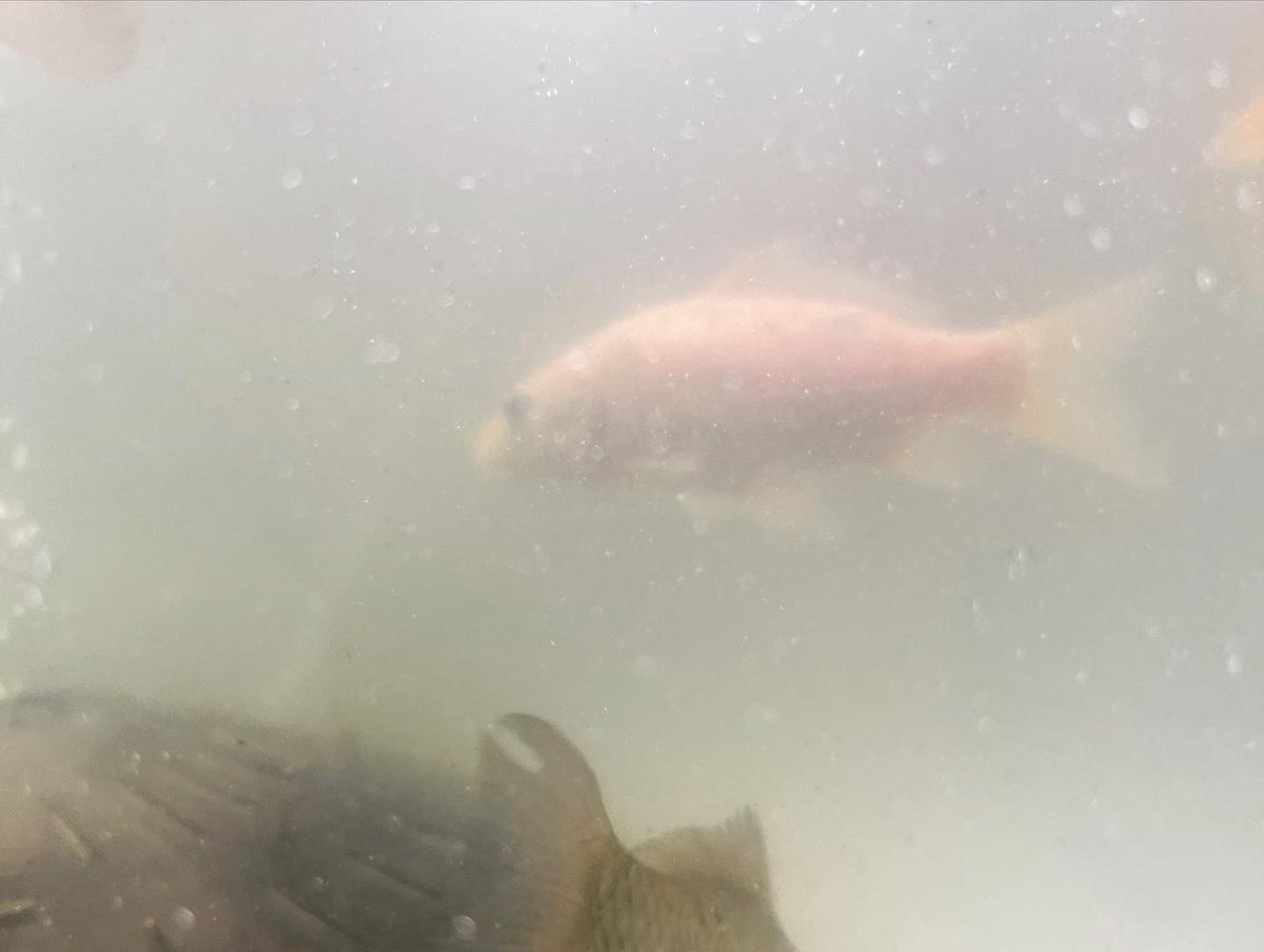petaccount01's tweet photo. やらかし案件🆘‼️

昨日新しく立ち上げた90水槽��錦鯉とフラワーホーンが全滅…。

延長コードが抜けており酸欠で死んでしまいました｡｡｡

唯一1匹だけ小さい錦鯉生きてましたwww

やらかしたぁー！！！😭💦
めっちゃショック｡｡｡

とりまオスカーは無事で良かった｡｡｡ https://t.co/pumeWC09k2