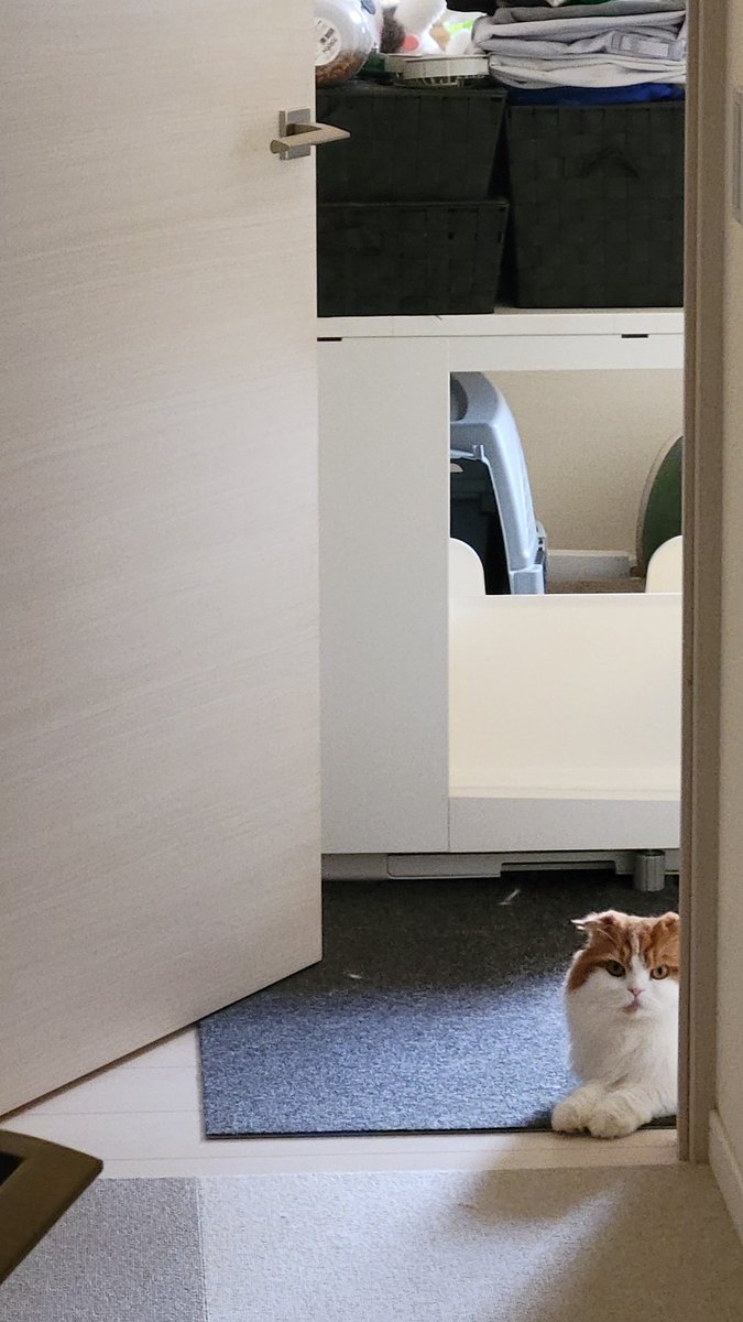 Azki_chocobo's tweet photo. のぞき
#スコティッシュフォールド #猫 https://t.co/oYC5sXcoRv