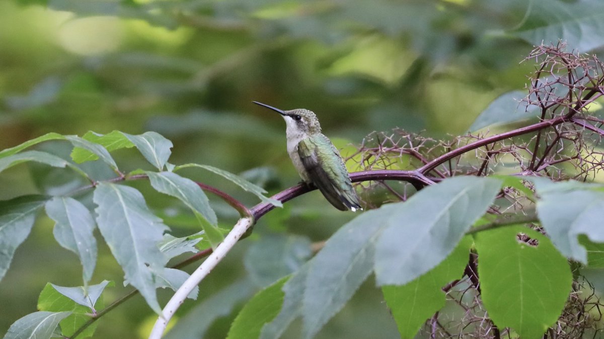 The many poses of a ruby-throated hummingbird #birdcpp