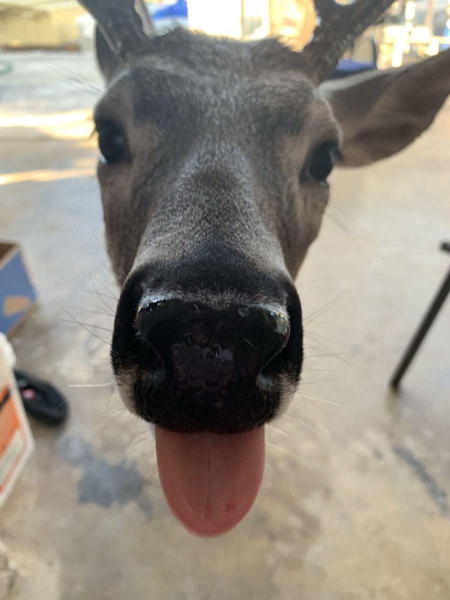 DeerHourly's tweet photo. https://t.co/6xSZjWxXL7