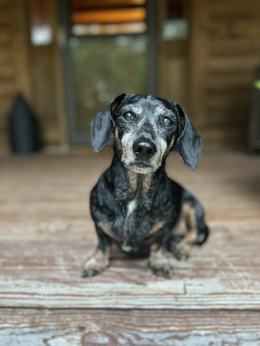 SALATHAM's tweet photo. 12 years young, and full of spunk. #Elsie #CabinDog https://t.co/LaFKPoudQI